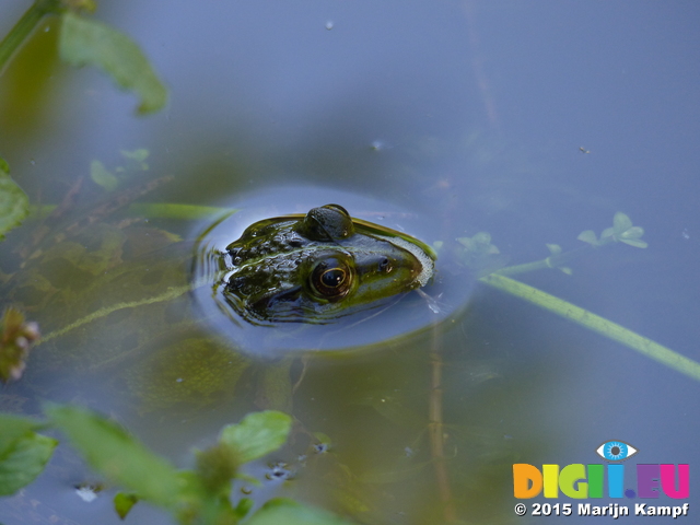 FZ019840 Submerged Marsh frog (Pelophylax ridibundus)